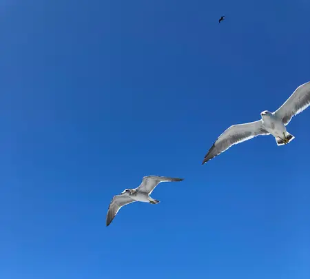 伊根湾めぐり遊覧船の写真・動画_image_995553