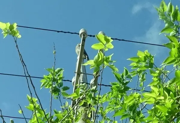 電柱の影にカンムリワシ