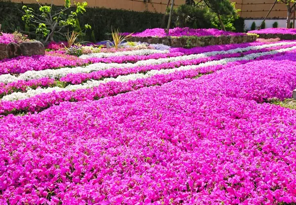 花木を愛でながらお参り出来ます