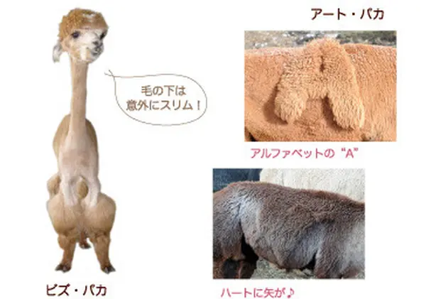夏のパカさん