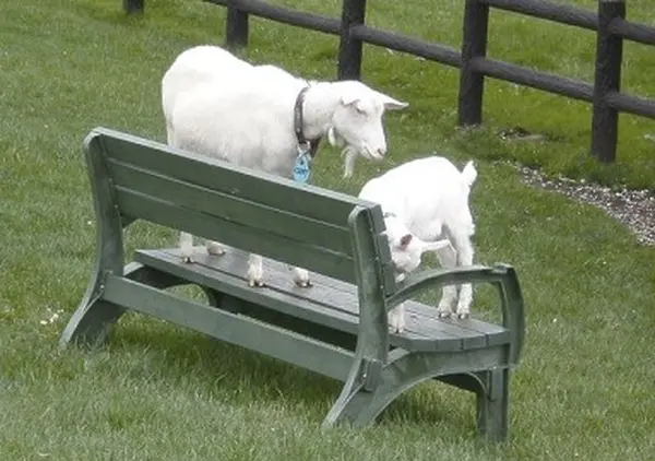 動物たちと触れ合える！
