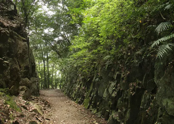 照葉大吊橋 遊歩道