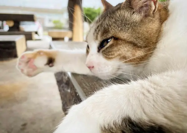 🐱