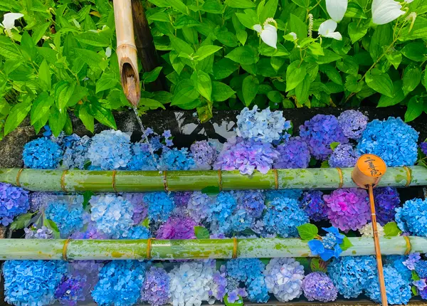 紫陽花
