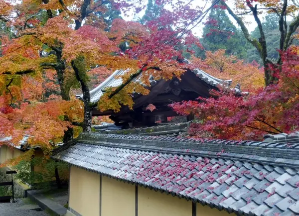 西明寺のもみじ