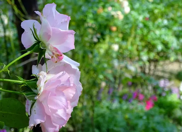 薔薇の品種は約６０種類