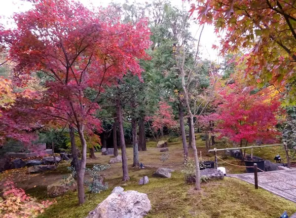 お庭の紅葉も綺麗です