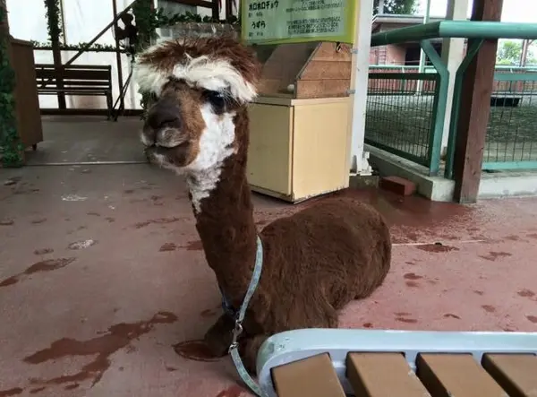 ラマ？アルパカ？