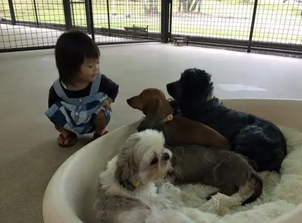 わんちゃんも小型犬から大型犬までたくさんいます♪