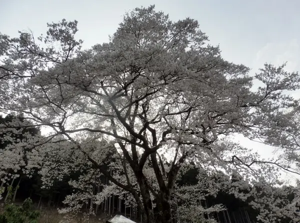 散り際には薄墨色に…。