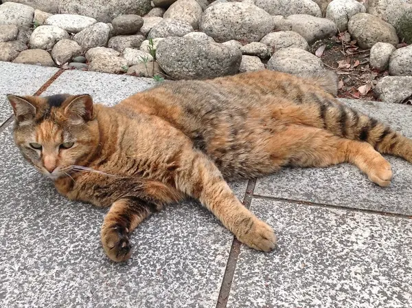 懐っこい猫センパイに遊んでもらいました。