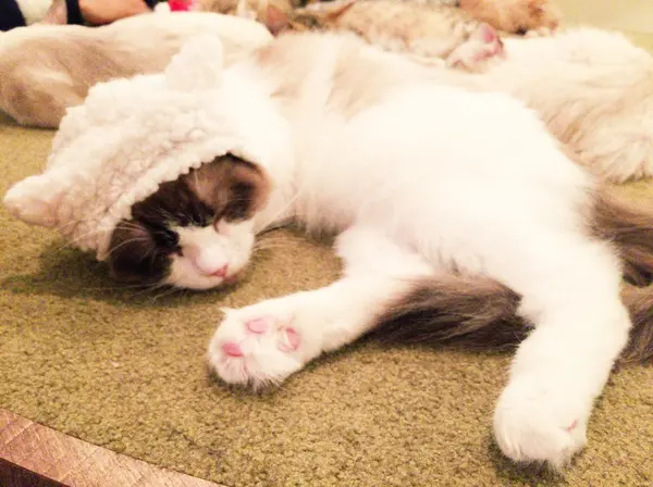 猫ちゃんのお昼寝台