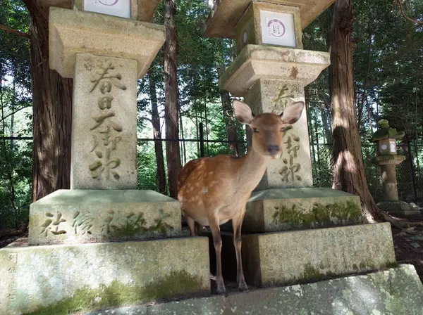 神使「鹿」
