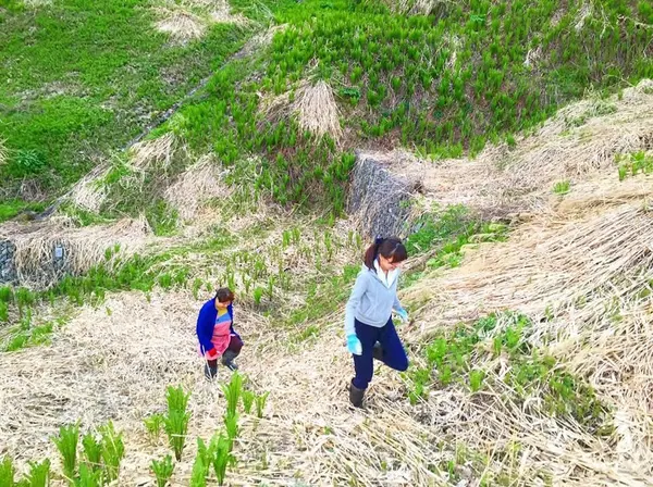 春☆ばばちゃんと山菜採り