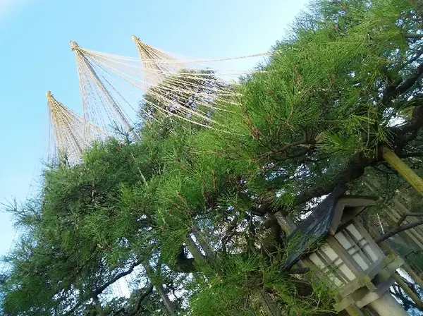 唐崎松