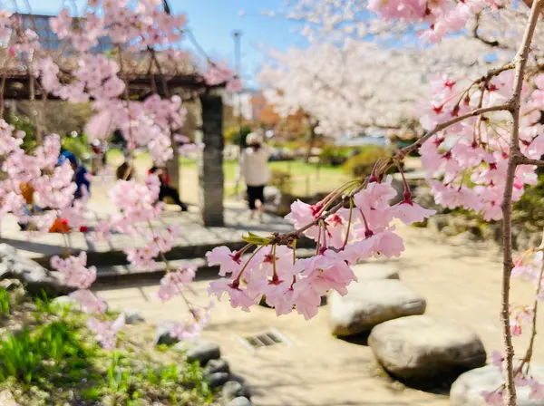 大人も子どもも愛でる桜