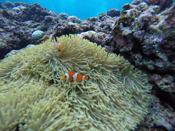 ニモ🐟