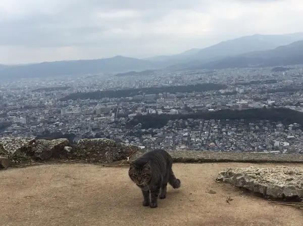 お昼ご飯を狙ってやってくる猫