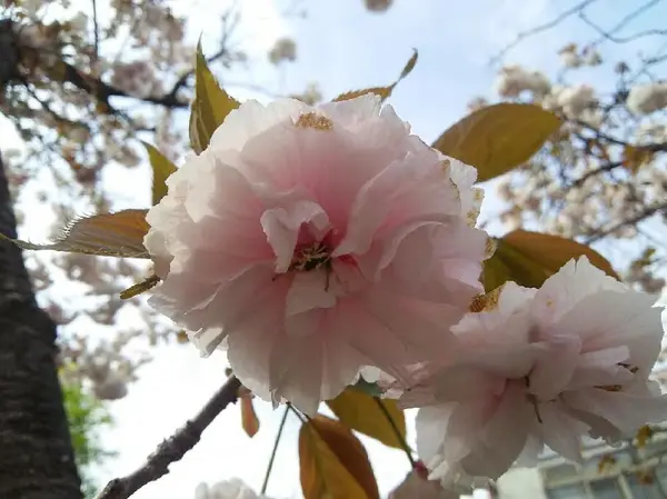 普賢象桜