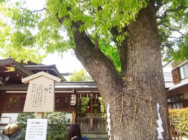 楠のご神木
