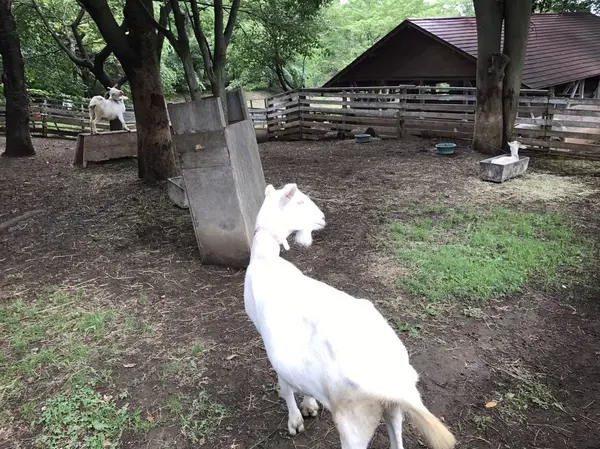やぎの、ゆきちゃんもいます！