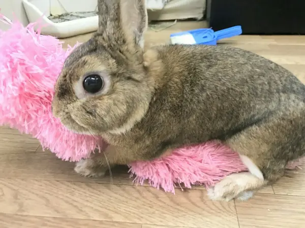 うさびびさんは遊べるうさぎカフェ☆