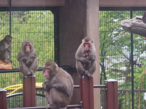 賑やかなサル山