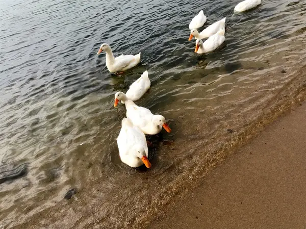 可愛い鳥たち𓅿