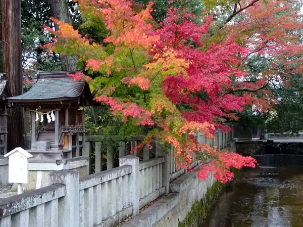 紅葉ならここです…！