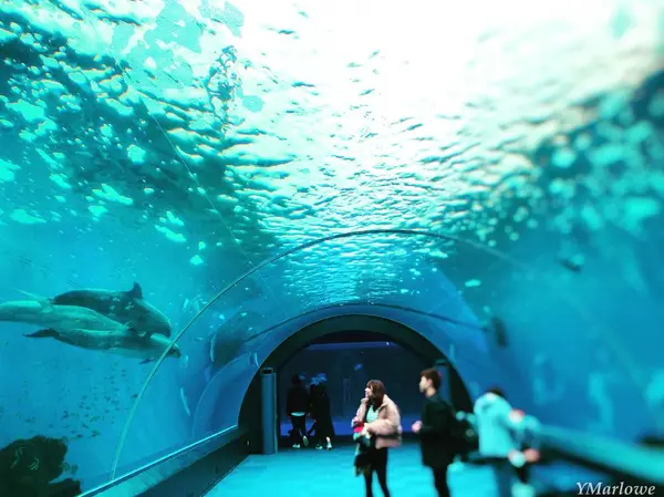 アーチ型の水槽