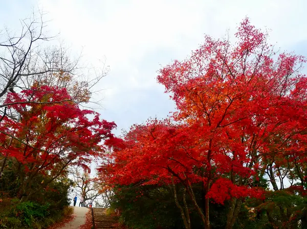 真っ赤な紅葉🍁