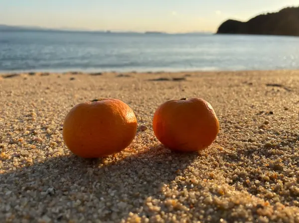 みかんと海。