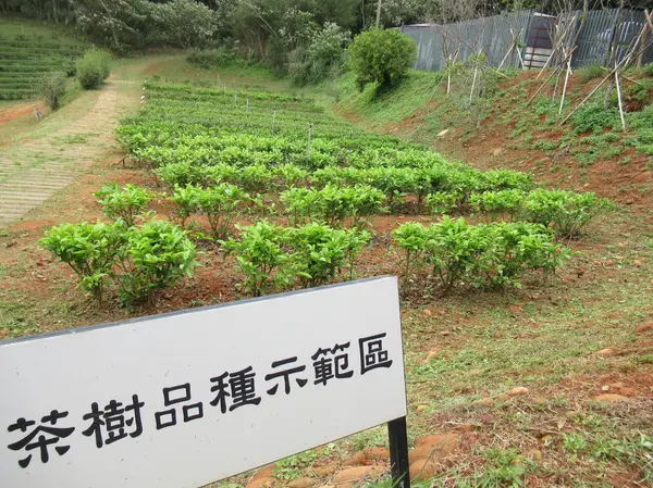 茶樹の品種紹介エリア