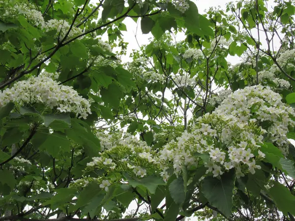 園内の油桐花
