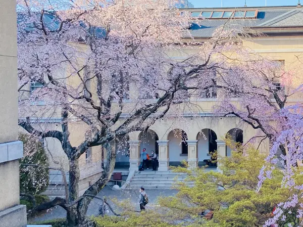 祇園枝垂れ桜