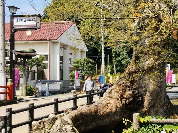 すごい根っこ💦