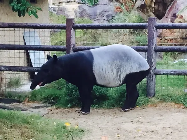 珍しい動物が沢山！！
