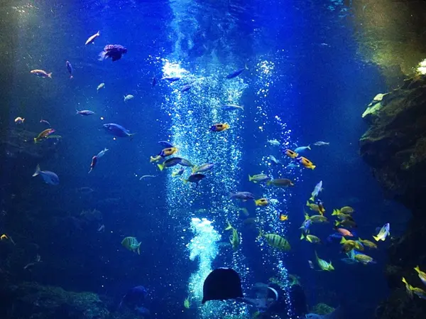 大迫力の水槽！！