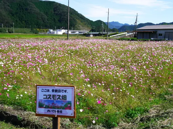 コスモス畑