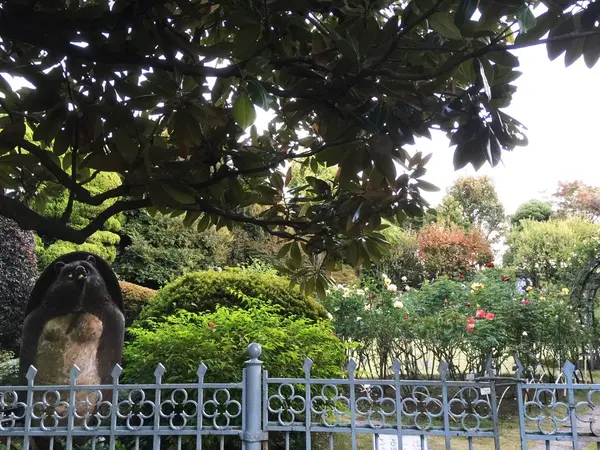 庭も薔薇も美しい。何故か狸。