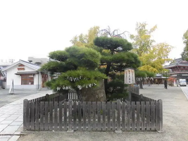 鎧かけ松