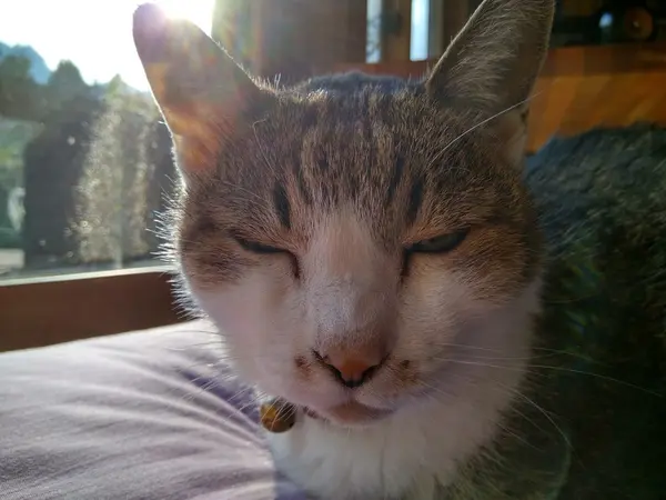 カフェ山猫軒の看板猫