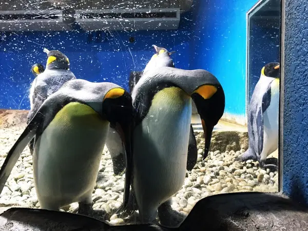 お辞儀ペンギン🐧