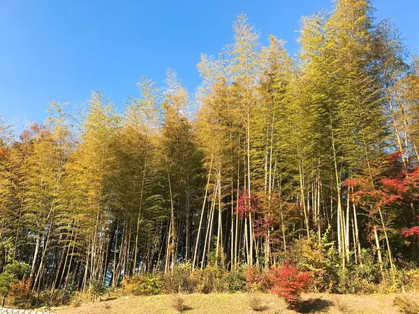 竹林
