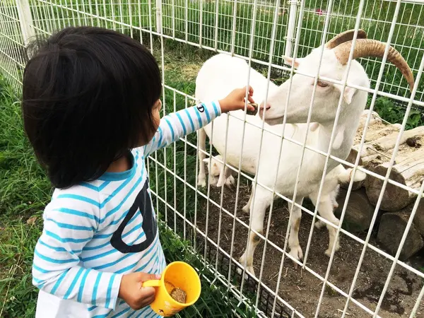 動物ふれあい