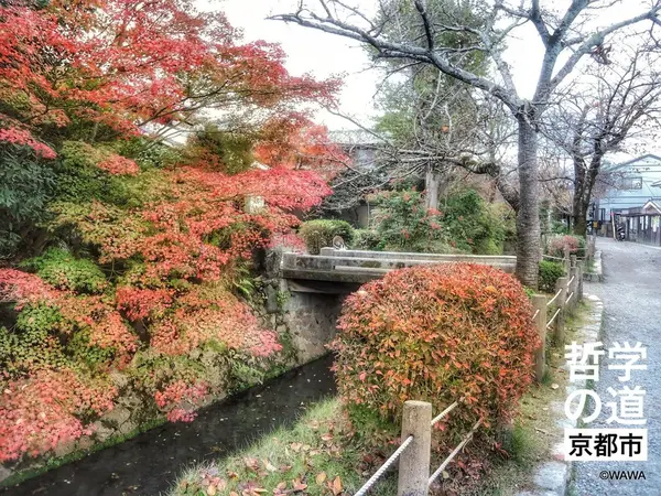 今年の哲学の道