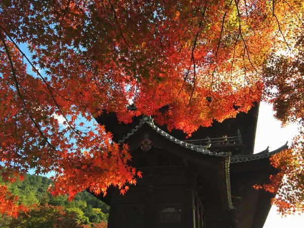 三門×紅葉