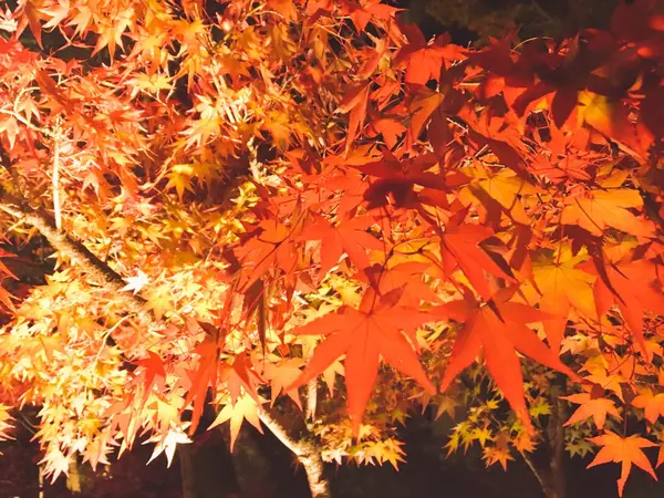 ライトアップ×紅葉