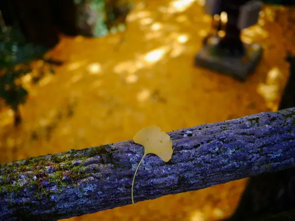 播州清水寺の紅葉①