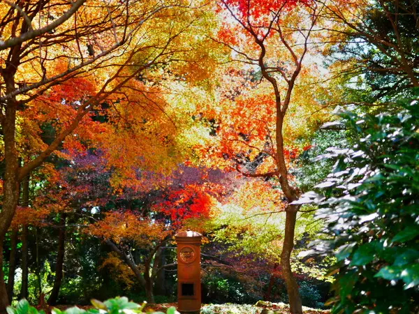 播州清水寺の紅葉③